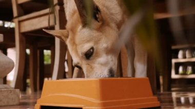 Bir evde yemek yeme bir kahverengi karma doğurmak köpek yakın çekim