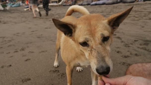 Hombre alimentando a un perro callejero en la playa con su mano — Vídeos de Stock