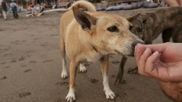 Man een traktatie vervoederen aan twee losse honden roaming op het strand — Stockvideo