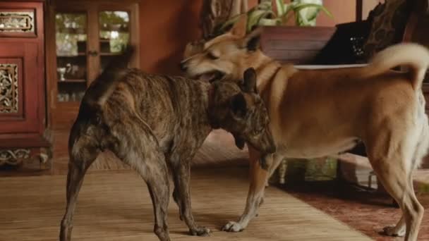 Two medium sized mixed breed dogs playing together in slow motion — Stock Video
