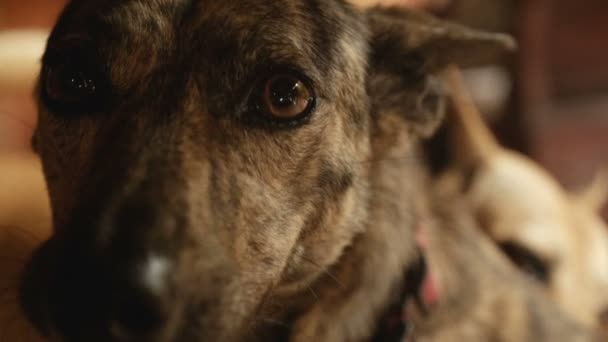 Portrait rapproché d'un chien bâtard métis haletant au ralenti 