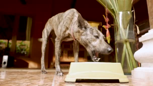 Bajo ángulo de un perro flaco masticando su comida en cámara lenta — Vídeos de Stock