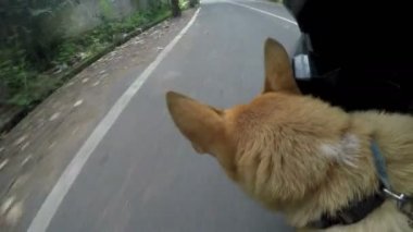 Köpek izlerken yol geçiyor hareketli motosiklet üzerinde otururken