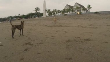 İki de kendi sahibine uzakta kira kontratı sahilde dönen köpek davrandım
