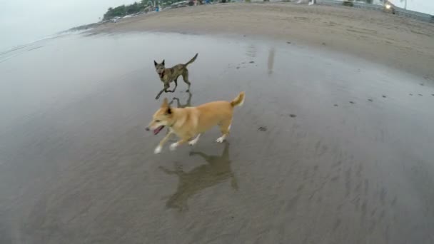 Två hundar kör bort koppel, leker och plaskar tillsammans i havet — Stockvideo