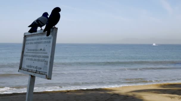Dois pombos sentados em um sinal ao lado do oceano com um barco se aproximando — Vídeo de Stock