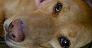 Bu baş üstünde petted 's yan yatan bir köpek yakın çekim