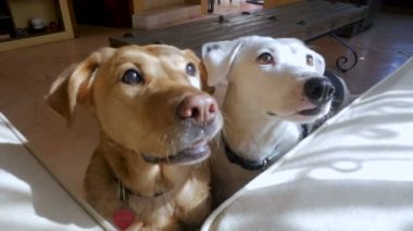 Ağır çekimde bir tedavi bir elinden yemek iki şirin büyük doğurmak köpek
