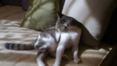 Gri ve beyaz iç shorthaired kedi damat ve kameraya bakıyor