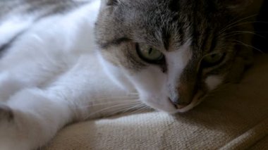 Yavaş çekimde bir şey bakan yalan mırıltısı kedinin yakın çekim