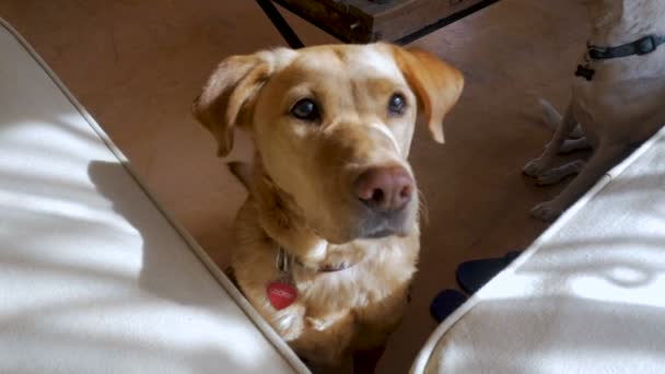 Gul eller blandad rasen labrador hunden skakar på huvudet upp och ner i slow motion — Stockvideo