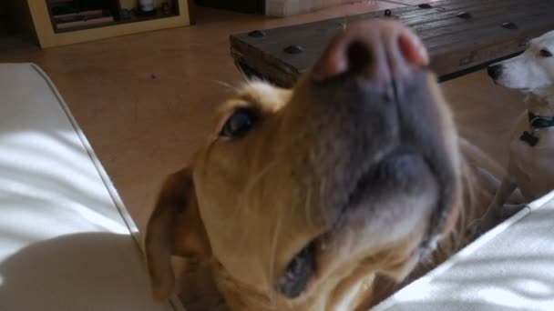 Büyük bir köpek yavaşça onun sahibinin elinden abur cubur yeme yakın çekim — Stok video