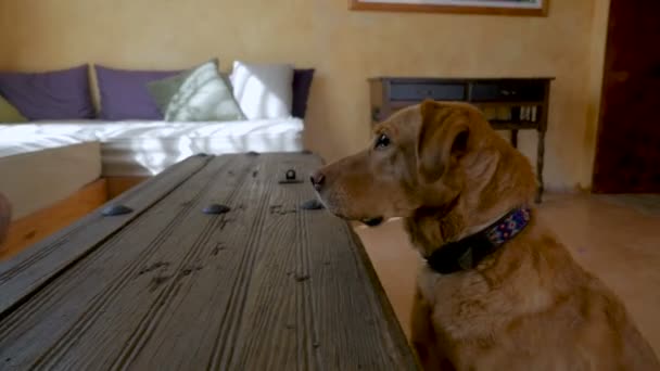 Προφίλ του ένα κατοικίδιο ζώο το σκυλί κάθεται προσοχή ακούγοντας έναν ιδιοκτήτη για οδηγίες — Αρχείο Βίντεο