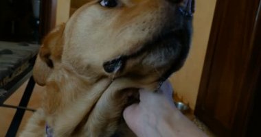 Büyük bir altın labrador köpek başkanı sevişme bir el yakın çekim