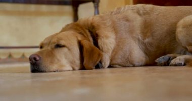 Büyük köpek uyku, uyanma ve çekip yerde yatarken