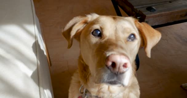 Primer plano de un perro feliz sentado y mirando hacia la cámara — Vídeos de Stock