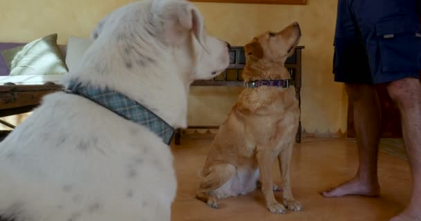 Zwei gut erzogene Hunde sitzen und bleiben, während sie sich Leckereien vom Besitzer holen — Stockvideo