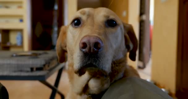 Πορτρέτο του ένα κίτρινο ή Χρυσή Λαμπραντόρ Ριτρίβερ σκύλο κοιτάζοντας την κάμερα — Αρχείο Βίντεο