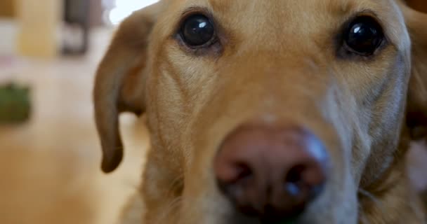 Extremo retrato de cerca de un perro mirando a la cámara acariciada — Vídeos de Stock