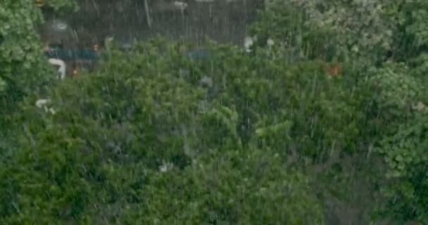 De fortes pluies tombent sur des arbres abattus d'en haut dans une ville 