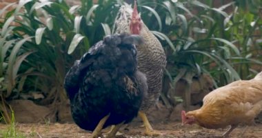 İki tavuk yemek ve cüce besleme gibi bir horoz bekçi duruyor kapalı yere