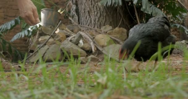 Alimentar a mano un pollo australorp negro de un cubo en la hierba — Vídeos de Stock