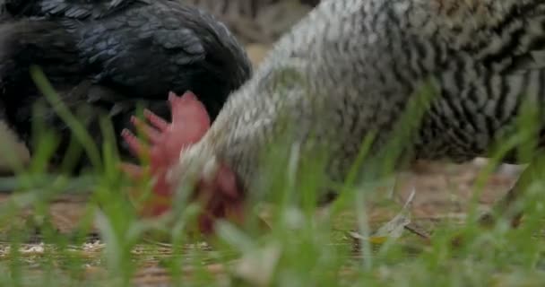 Närbild på två höns och en tupp som äter foder från gräset — Stockvideo