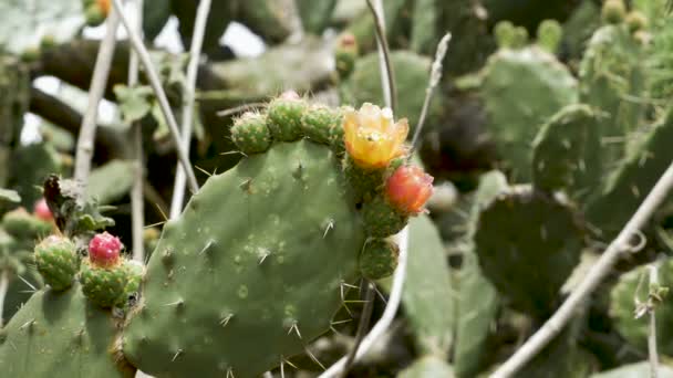 Bees pollinating prickly pear cactus flowers — Stock Video