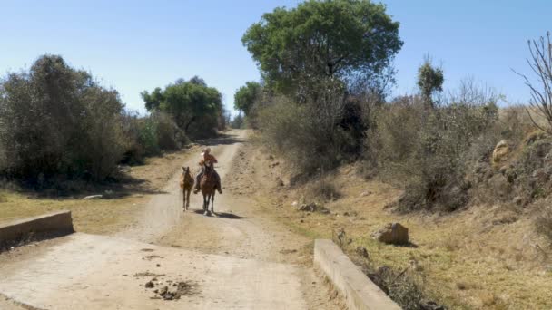 Mladá Mexická kovboj přes most vede koně a hříběte — Stock video