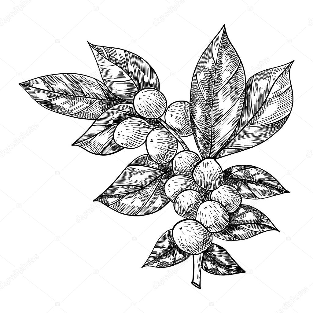 Coffee branch with leaf, berry, coffee bean, fruit, seed. Natural organic caffeine. Hand drawn