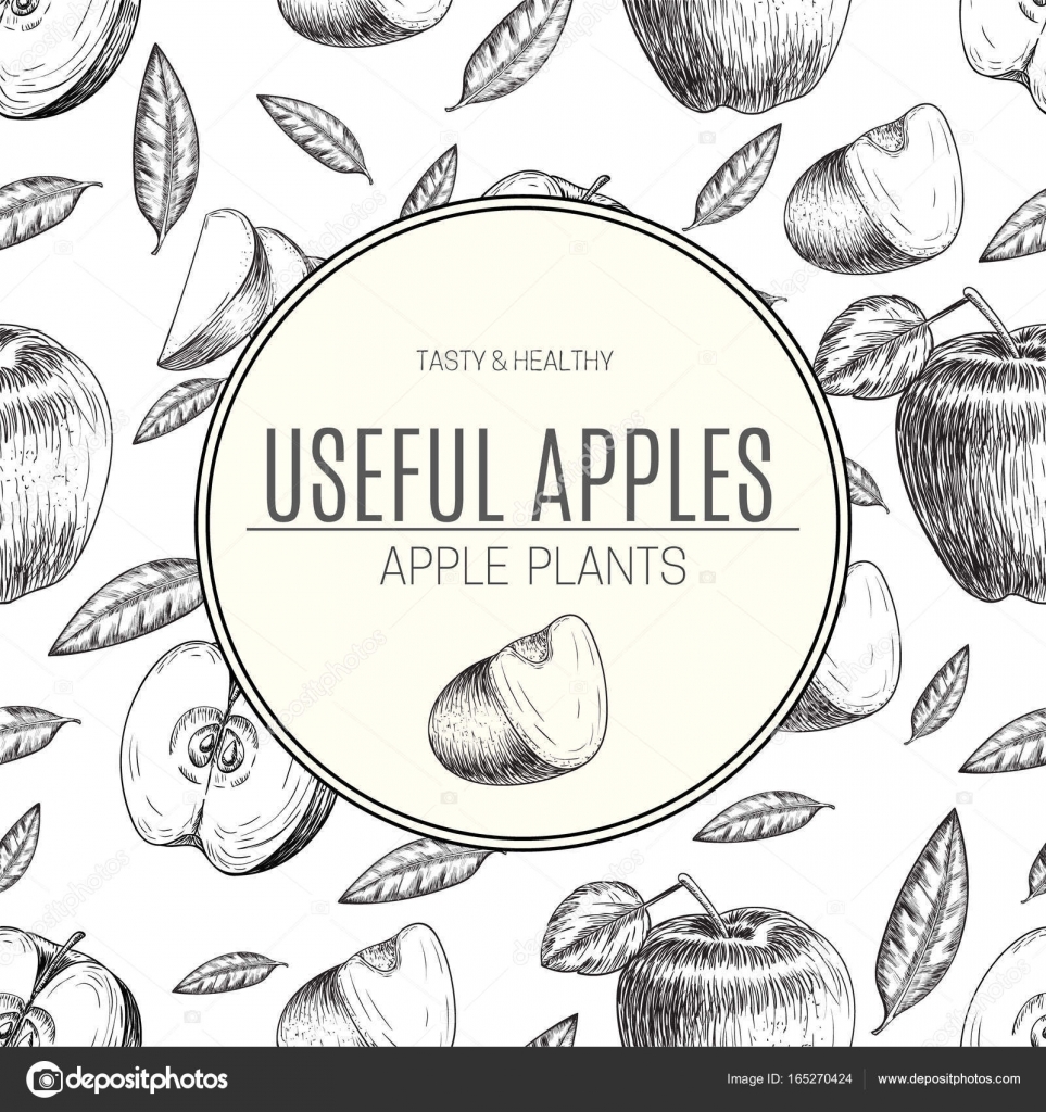 Disegno vettoriale di melograno disegnato a mano Illustrazione di stile di schizzo dell annata