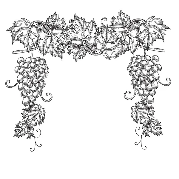 Виноградная лоза рисунок карандашом орнамент