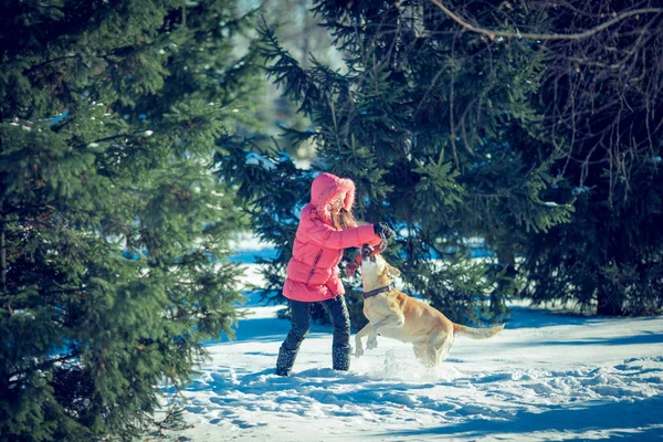 Mulher com um cão Labrador brincando no inverno ao ar livre — Fotografia de Stock