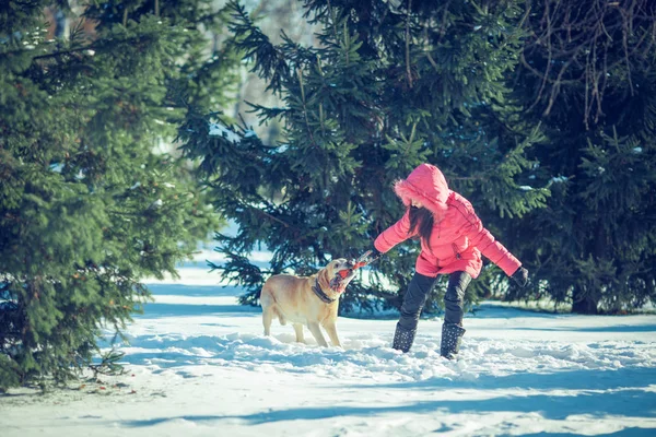 겨울 야외에서 노는 강아지 래브라도와 여자 — 스톡 사진