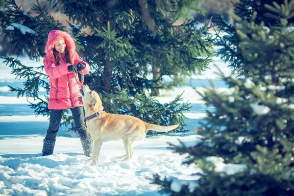 Mujer con un perro Labrador jugando en invierno al aire libre — Foto de Stock