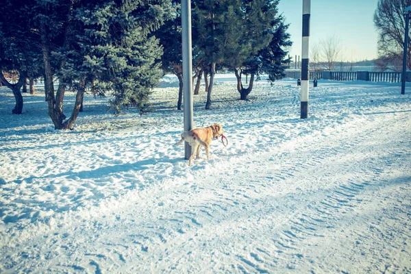 Femme avec un chien Labrador jouant en plein air en hiver — Photo