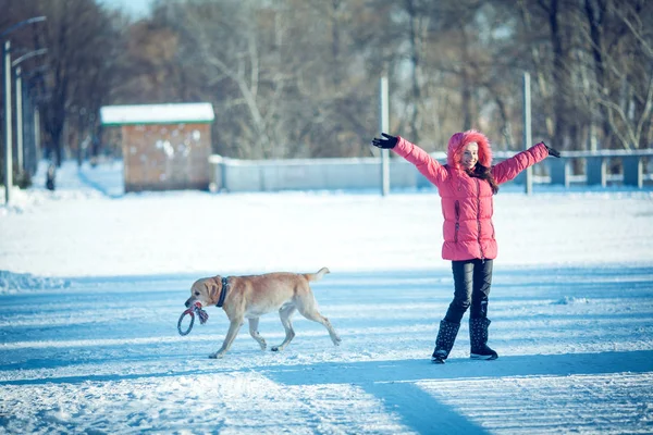 Kobieta z Labrador Pies, grając w zimie na zewnątrz — Zdjęcie stockowe