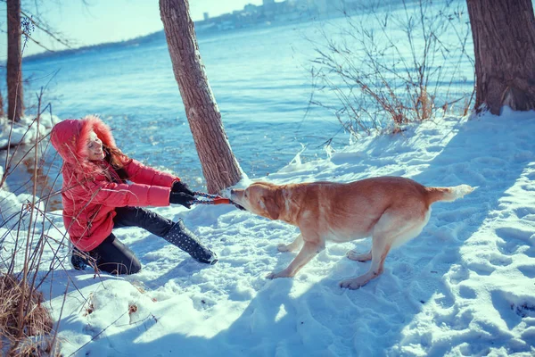 Mulher com um cão Labrador brincando no inverno ao ar livre — Fotografia de Stock