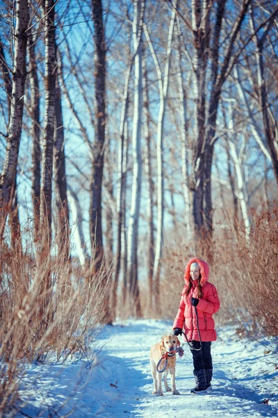 Woman with a dog Labrador  playing in winter outdoors — Stock Photo, Image