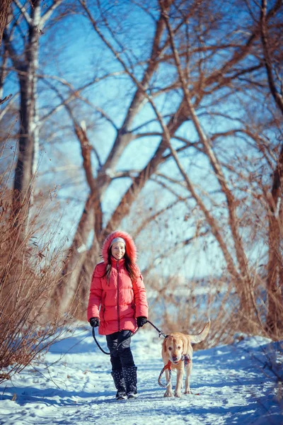 Γυναίκα με ένα σκυλί λαμπραντόρ που παίζουν σε εξωτερικούς χώρους χειμώνα — Φωτογραφία Αρχείου