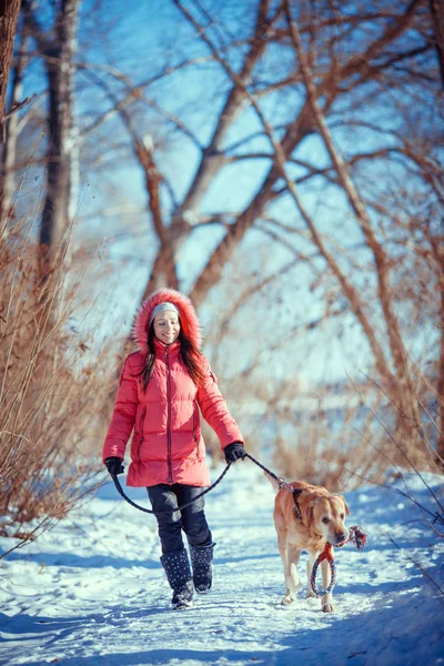 Vrouw met een Labrador van de hond in de winter buiten spelen — Stockfoto