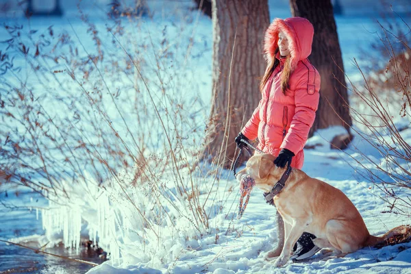 女人与狗拉布拉多犬在冬天的户外玩 — 图库照片