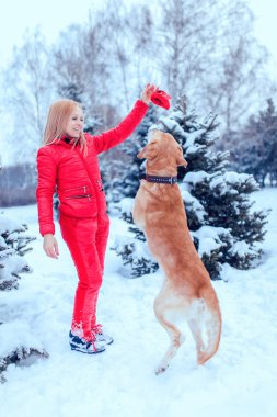 Kış açık oynayan bir köpek Labrador kadınla