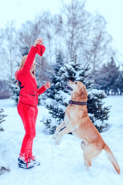 女人与狗拉布拉多犬在冬天的户外玩 — 图库照片