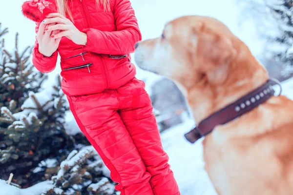 Жінка з собака Лабрадор, граючи в зимовий на відкритому повітрі — стокове фото