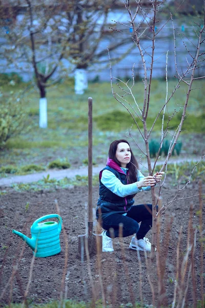 Planten van een boom in de tuin in de achtertuin . — Stockfoto