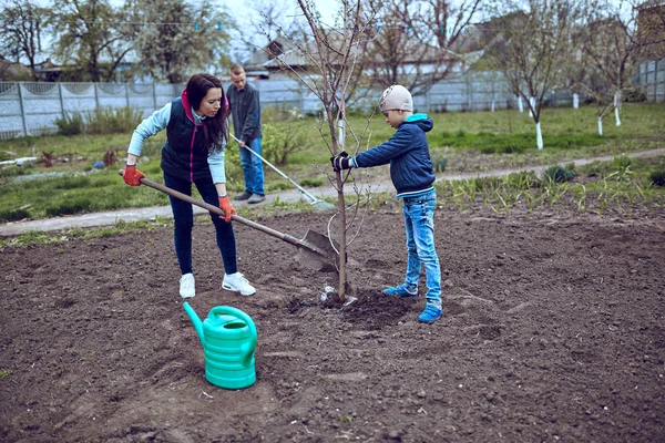 Plantar un árbol en el jardín en el patio trasero  . — Foto de Stock