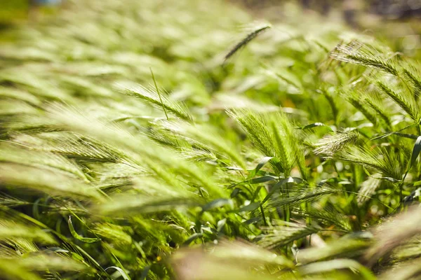 Campo di grano verde in una giornata ventosa . — Foto Stock