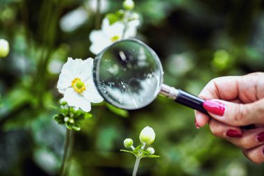 yeşil bitki örtüsü bir arka plan üzerinde büyüteç