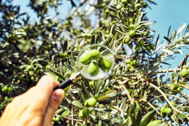 Yeşil Zeytin ağaç, sonbaharda büyümek..